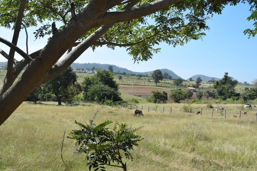 Pastoral landscape near Bandipur with grazing animals and hills