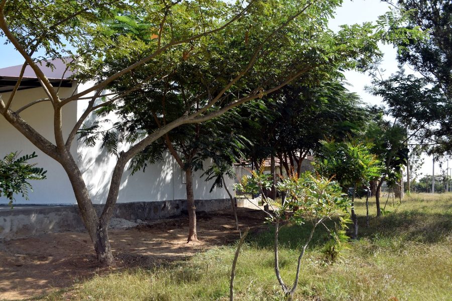 Trees surrounding Bandipur Hill View Homestay property exterior