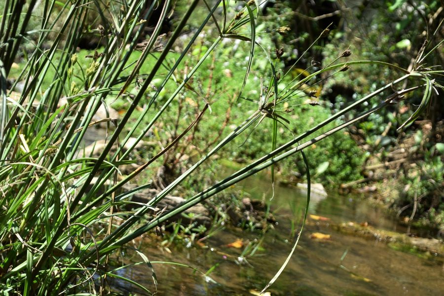 Stream with lush green moss-covered rocks and clear water