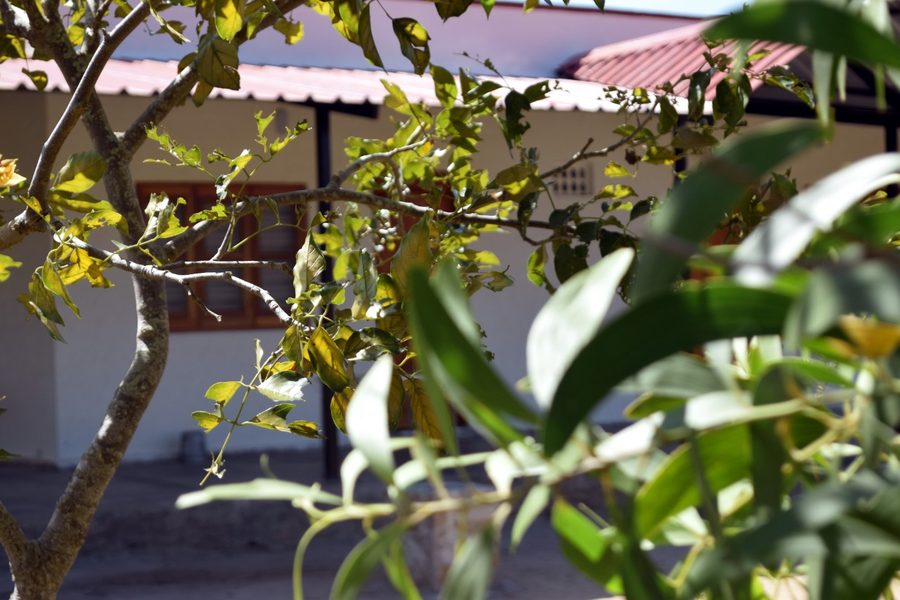 Property exterior glimpsed through natural forest trees