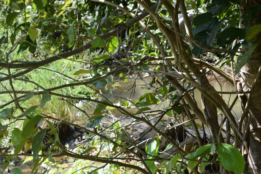 Clear stream flowing through rocks near Bandipur Hill View Homestay